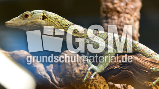 Reisinger´s Baumwaran_2.jpg